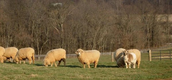 Breed of the week: Corriedale (and our Corrie/Corrie X yarn)