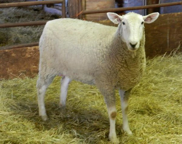 Breed of the Week: Montadale & Leesburg and Falls Church, VA markets Saturday 12/13, Dupont Circle, DC market Sunday 12/14