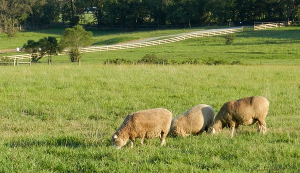 Breed of the week: Dorset (and our Dorset sock yarn)