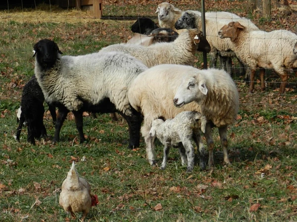 Breed of the week: Karakul, baby lambs and Tinkerbell to the mill