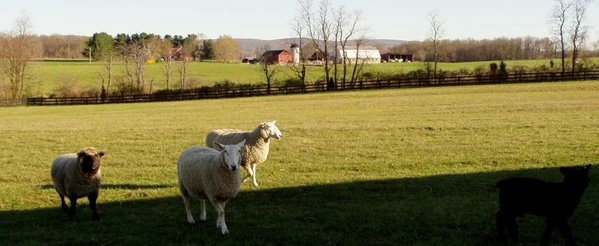 breed of the week: Border Leicester and last markets until spring