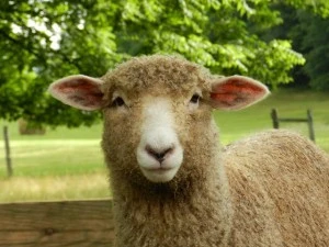 What's in our yarn...?