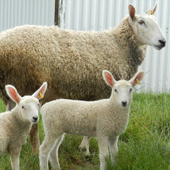Border Leicester Sheep | Solitude Wool