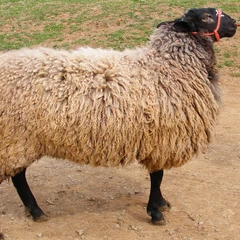 Border Leicester Sheep | Solitude Wool