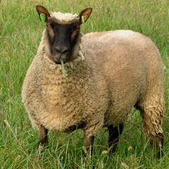 Clun Forest Sheep