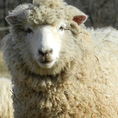 Coopworth Sheep