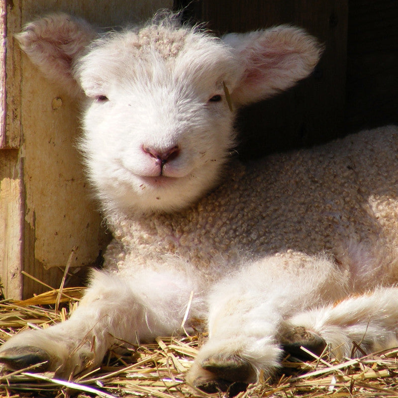 Gift Certificates - Solitude Wool